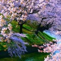 Cherry Blossoms in Tokyo